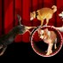 web 900 x 600 Mutts Gone Nuts 04.jpg
