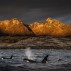 web 900 x 600 Nat Geo Secrets of the Whales 01.jpg
