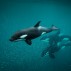 web 900 x 600 Nat Geo Secrets of the Whales 03.jpg