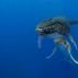 web 900 x 600 Nat Geo Secrets of the Whales 04.jpg