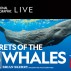 web 900 x 600 Nat Geo Secrets of the Whales showblock.jpg