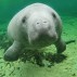 web 900 x 600 Save Our Manatees 01.jpg